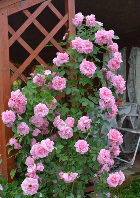 Роза парковая Джон Дэвис